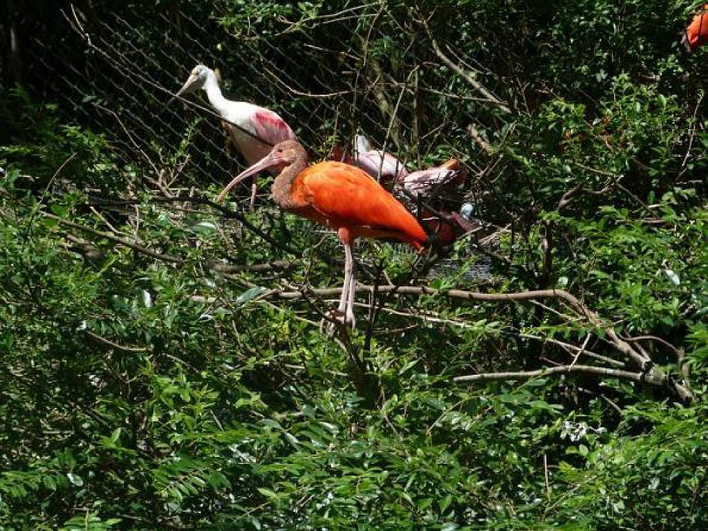 101PARC AUX OISEAUX DANS L AIN 2016 3_000013.jpg